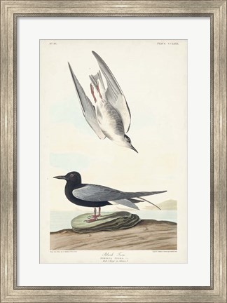 Framed Pl 280 Black Tern Print