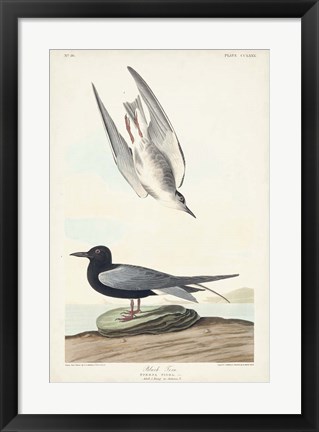 Framed Pl 280 Black Tern Print