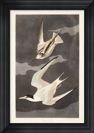 Framed Pl 319 Lesser Tern Print