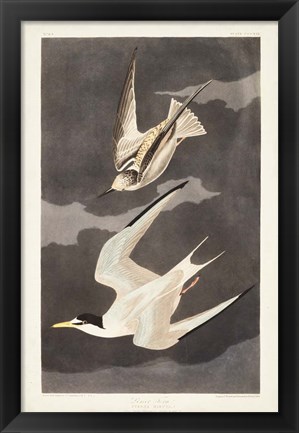 Framed Pl 319 Lesser Tern Print