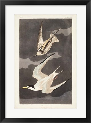 Framed Pl 319 Lesser Tern Print