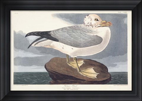 Framed Pl 264 Fulmar Petral Print