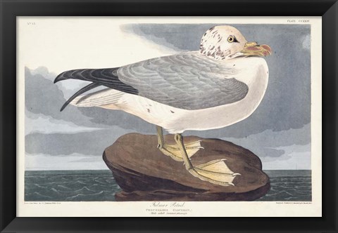 Framed Pl 264 Fulmar Petral Print