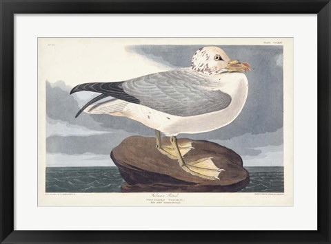 Framed Pl 264 Fulmar Petral Print