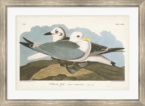 Framed Pl 224 Kittiwake Gull Print