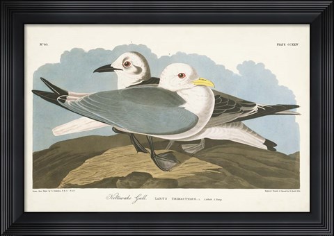 Framed Pl 224 Kittiwake Gull Print