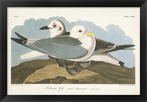 Framed Pl 224 Kittiwake Gull Print