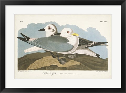 Framed Pl 224 Kittiwake Gull Print