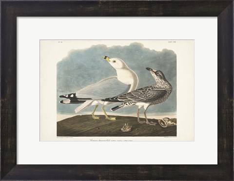 Framed Pl 212 Common American Gull Print