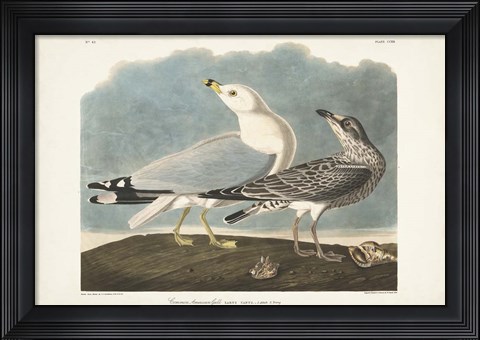 Framed Pl 212 Common American Gull Print