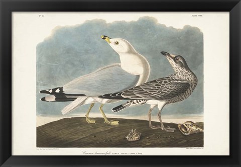 Framed Pl 212 Common American Gull Print