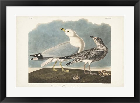 Framed Pl 212 Common American Gull Print