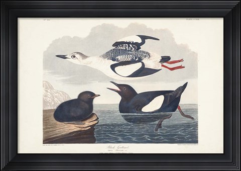Framed Pl 219 Black Gillemot Print
