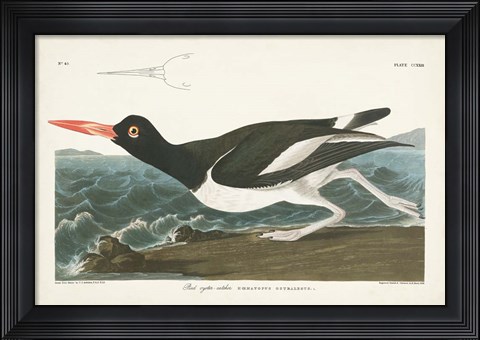 Framed Pl 223 Pied Oyster Catcher Print