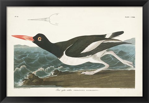 Framed Pl 223 Pied Oyster Catcher Print