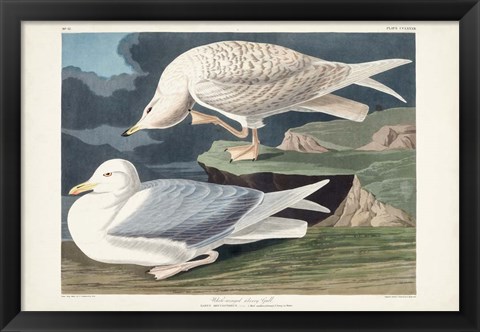 Framed Pl 282 White-winged Silvery Gull Print