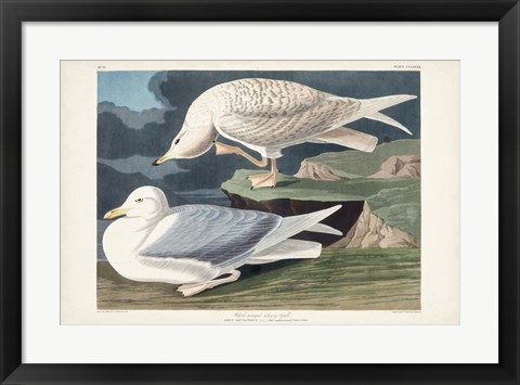 Framed Pl 282 White-winged Silvery Gull Print