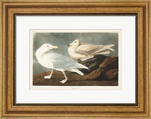 Framed Pl 396 Burgomaster Gull Print