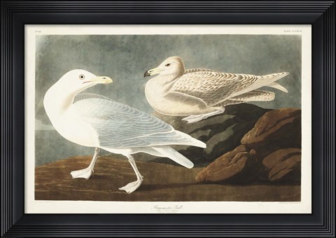 Framed Pl 396 Burgomaster Gull Print
