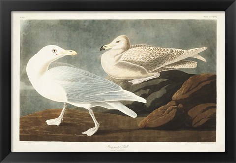 Framed Pl 396 Burgomaster Gull Print