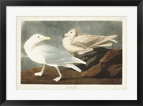 Framed Pl 396 Burgomaster Gull Print