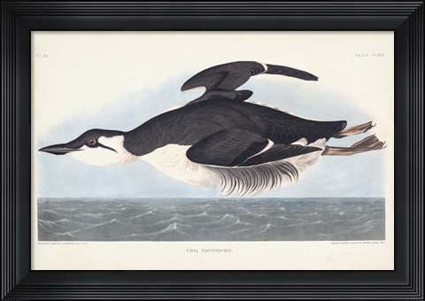 Framed Pl 245 Uria Brunnichi Print