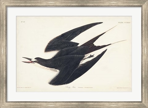 Framed Pl 235 Sooty Tern Print