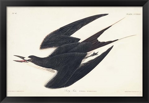 Framed Pl 235 Sooty Tern Print