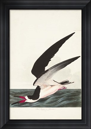 Framed Pl 323 Black Skimmer or Shearwater Print