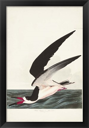 Framed Pl 323 Black Skimmer or Shearwater Print