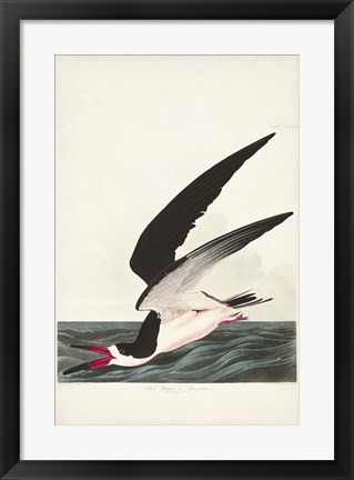 Framed Pl 323 Black Skimmer or Shearwater Print