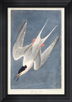 Framed Pl 240 Roseate Tern Print