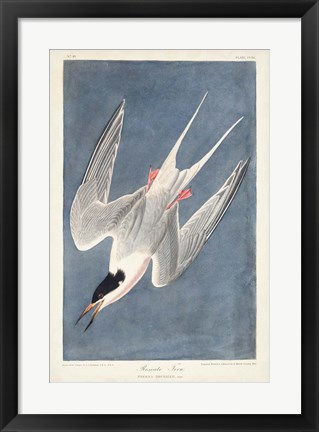 Framed Pl 240 Roseate Tern Print