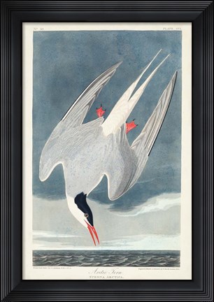 Framed Pl 250 Artic Tern Print