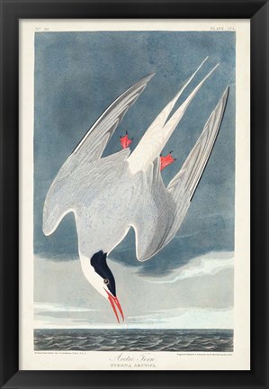 Framed Pl 250 Artic Tern Print