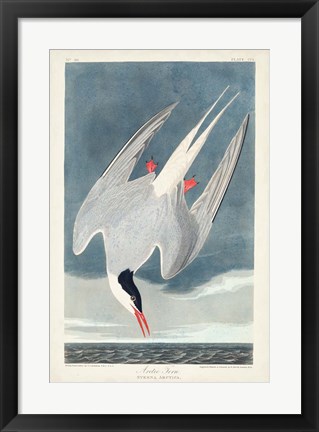 Framed Pl 250 Artic Tern Print