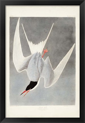 Framed Pl 309 Great Tern Print