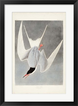 Framed Pl 309 Great Tern Print