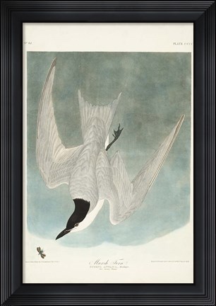 Framed Pl 410 Marsh Tern Print