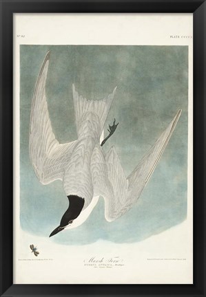 Framed Pl 410 Marsh Tern Print