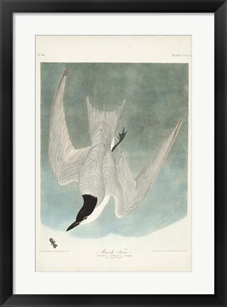 Framed Pl 410 Marsh Tern Print