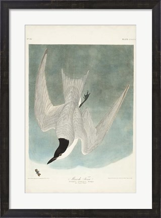 Framed Pl 410 Marsh Tern Print