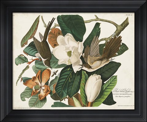 Framed Pl 32 Black-billed Cuckoo Print
