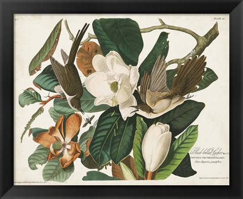 Framed Pl 32 Black-billed Cuckoo Print