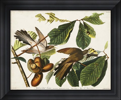 Framed Pl 2 Yellow-billed Cuckoo Print