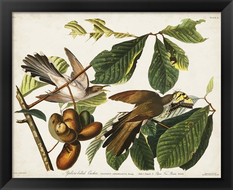 Framed Pl 2 Yellow-billed Cuckoo Print