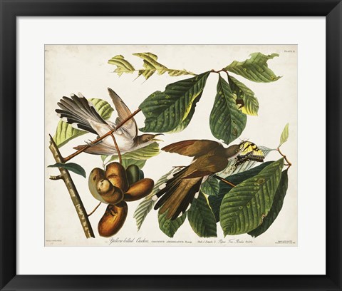 Framed Pl 2 Yellow-billed Cuckoo Print