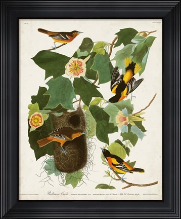 Framed Pl 12 Baltimore Oriole Print