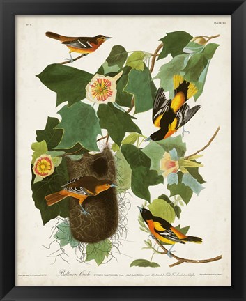 Framed Pl 12 Baltimore Oriole Print