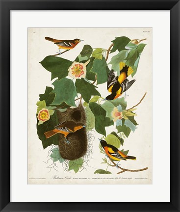 Framed Pl 12 Baltimore Oriole Print